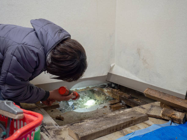 Best Crawl Space Mold Remediation  in Spring Valley, NV