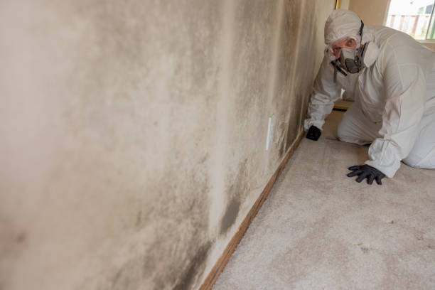 Best Mold Odor Removal Services  in Spring Valley, NV